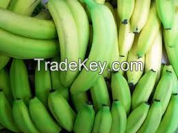 Plantain