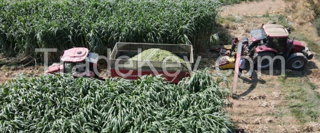 Maralfalfa Silage