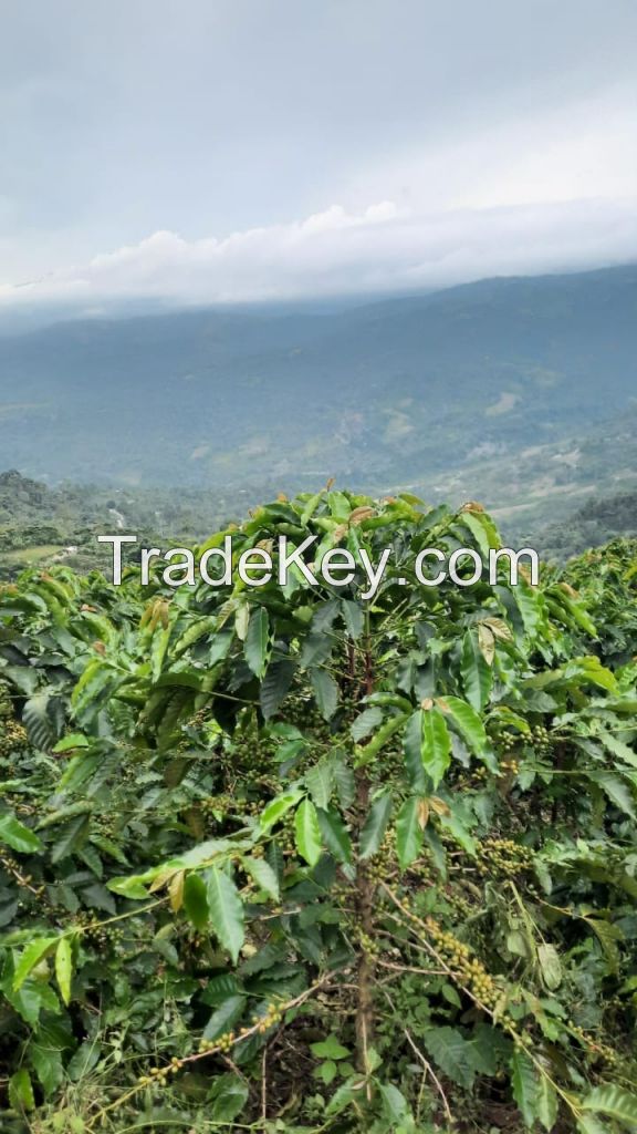 Venezuela Arabica Coffee Beans