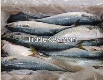 Chub Mackerel (Scomber Japonicus)