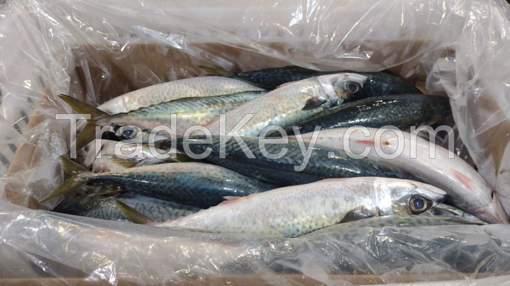 Chub Mackerel (Scomber Japonicus)