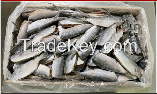 Whole Round Brazilian Atlantic Thread Herring (Opisthonema oglinum)