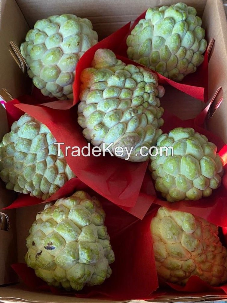 Custard Apple