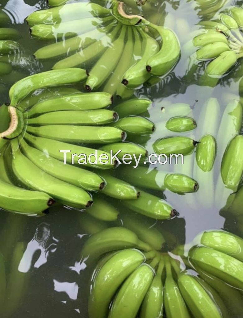 Fresh Cavendish Banana From Vietnam