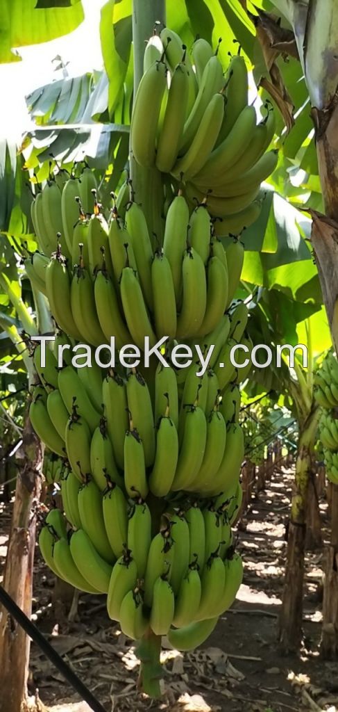 Fresh Cavendish Banana From Vietnam