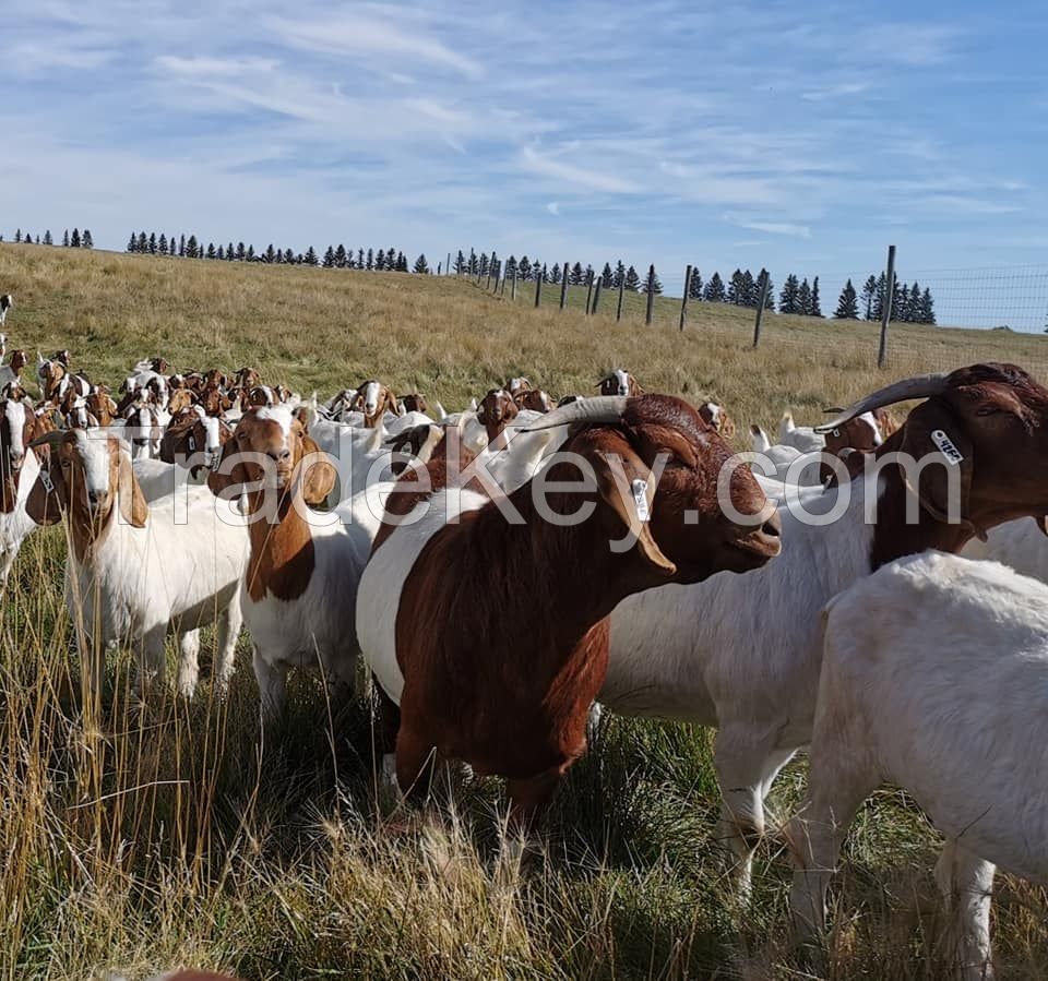 Boer Goats