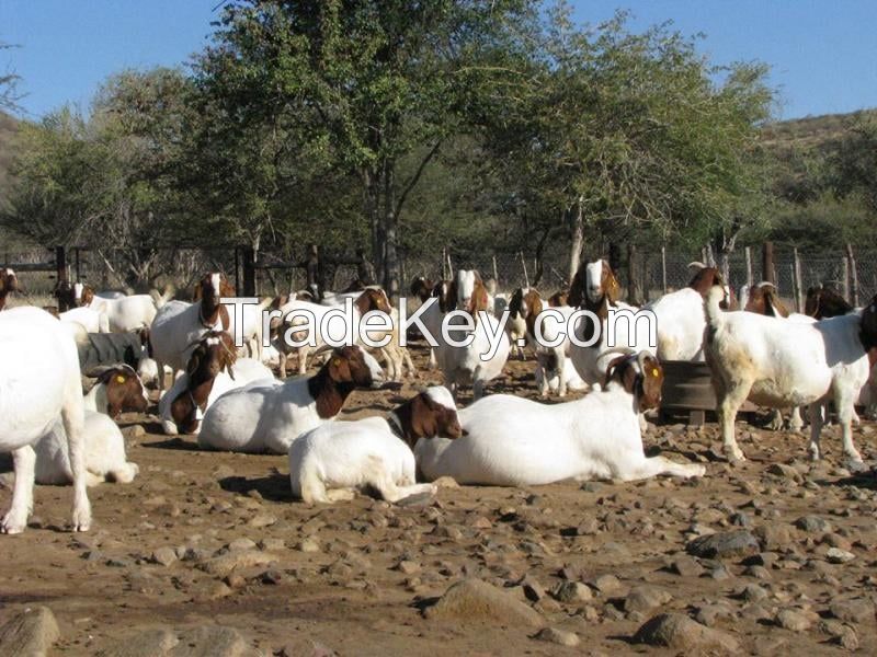 Boer Goats