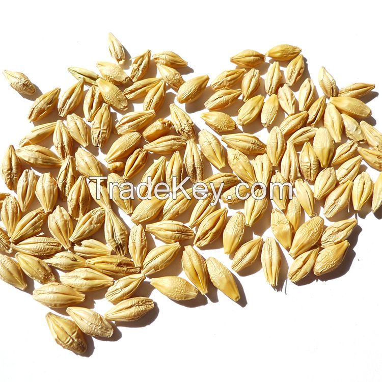 Barley