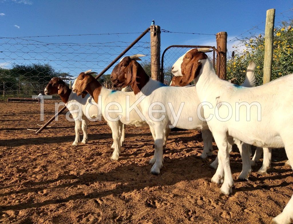 Boer Goats