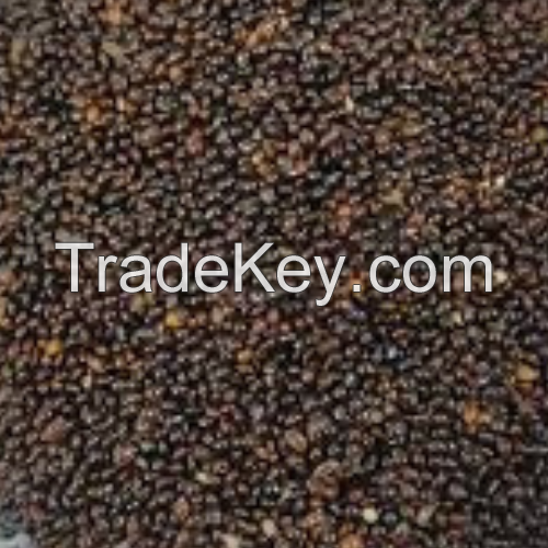 Black Little Millets, Kutki