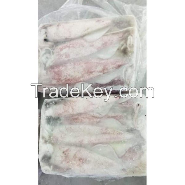 Frozen Loligo Squid & Calamari Squid For Purchaser