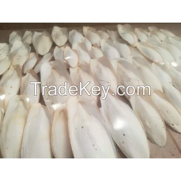 Best Cuttle Fish Bone For Buyer