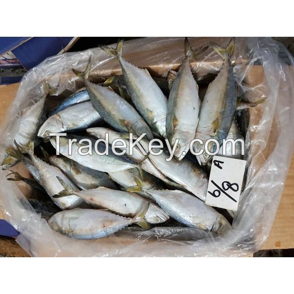 Fresh Indian Mackerel Fish - Banger Fish in Pakistan