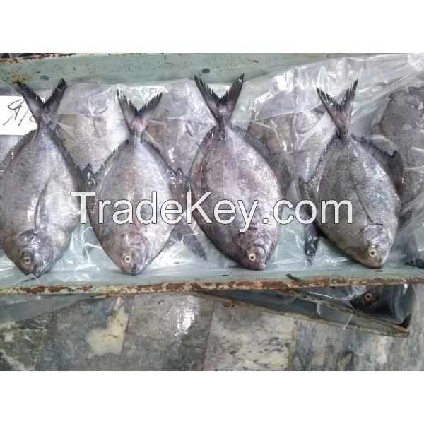 Pomfret Fish