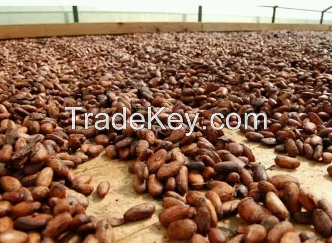 Cocoa beans