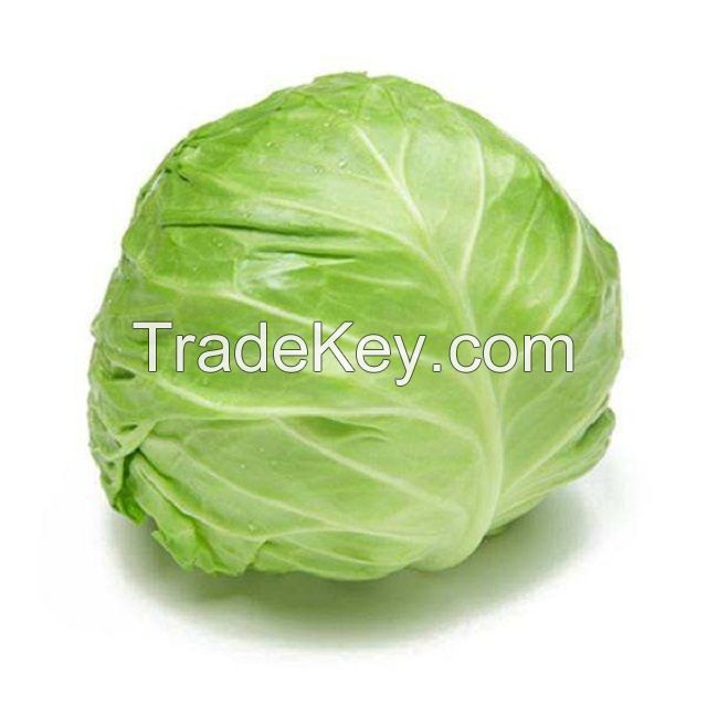 Good Quality Fruits and Vegetables Fresh Green Cabbage