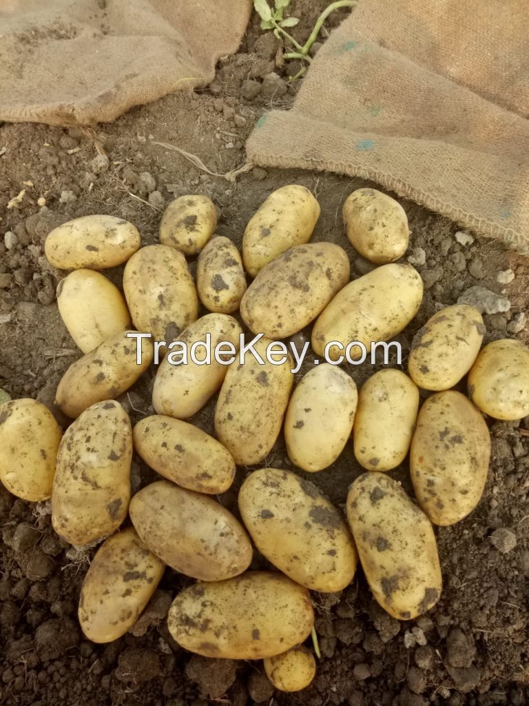 Fresh White Holland Potato/ Red Irish Potato Hot Sale Fresh New Crop for Export