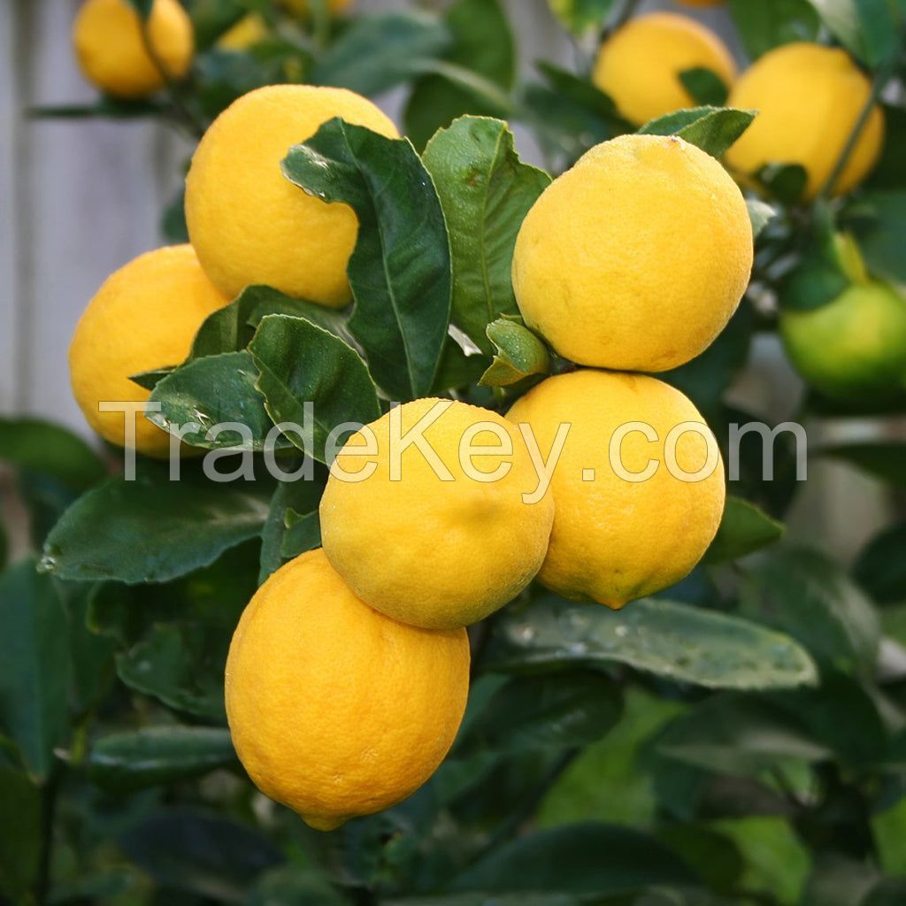 Best Quality Lemons for sale