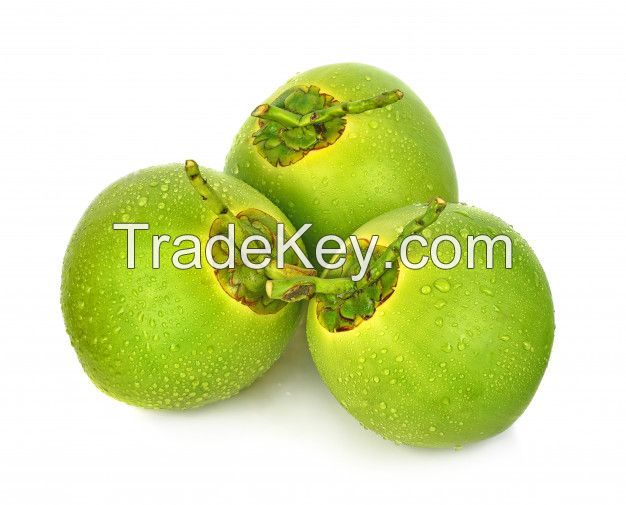 Fresh Green Young Coconut Top Quality Best Price Coconut for Wholesales