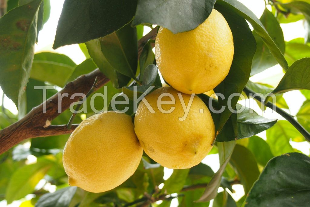 Best Quality Lemons for sale