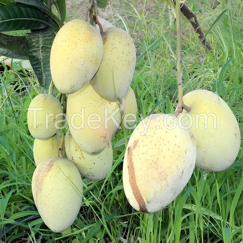  Best Seller Premium Sweet Mangos Fresh Mangos Fruit