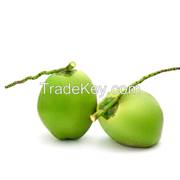 Fresh Green Young Coconut Top Quality Best Price Coconut for Wholesales