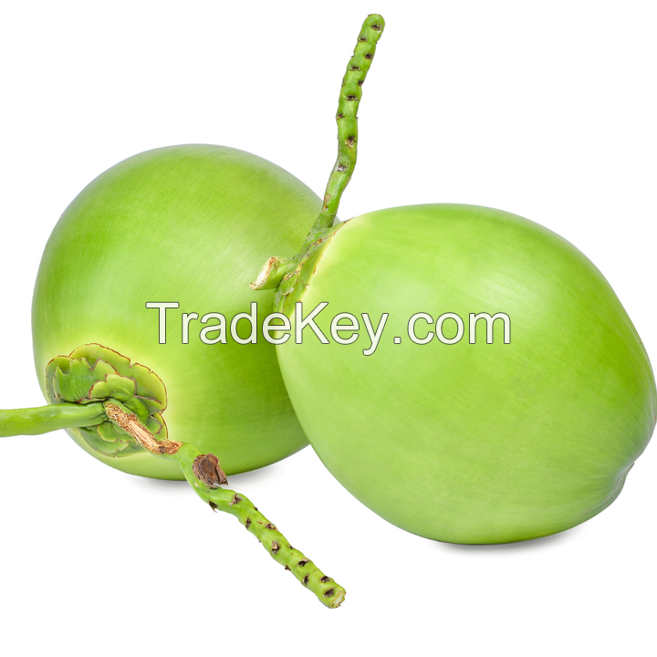 Fresh Green Young Coconut Top Quality Best Price Coconut for Wholesales