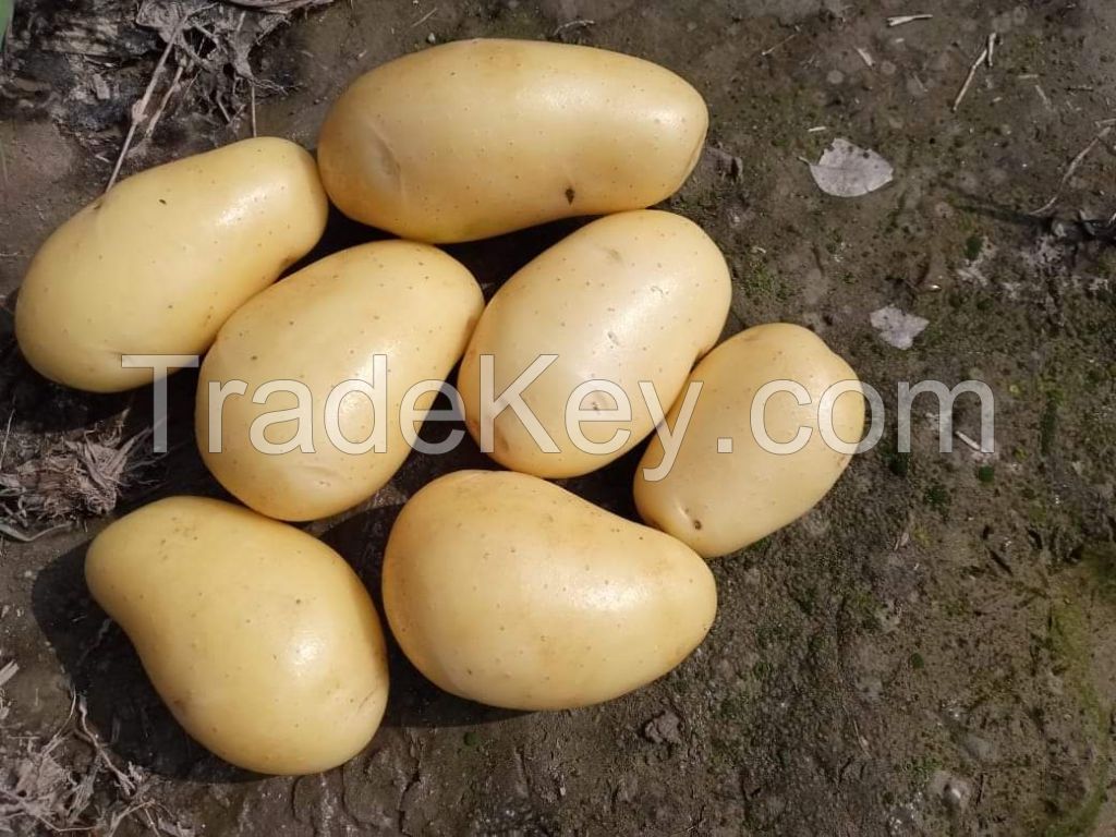 Fresh White Holland Potato/ Red Irish Potato Hot Sale Fresh New Crop for Export