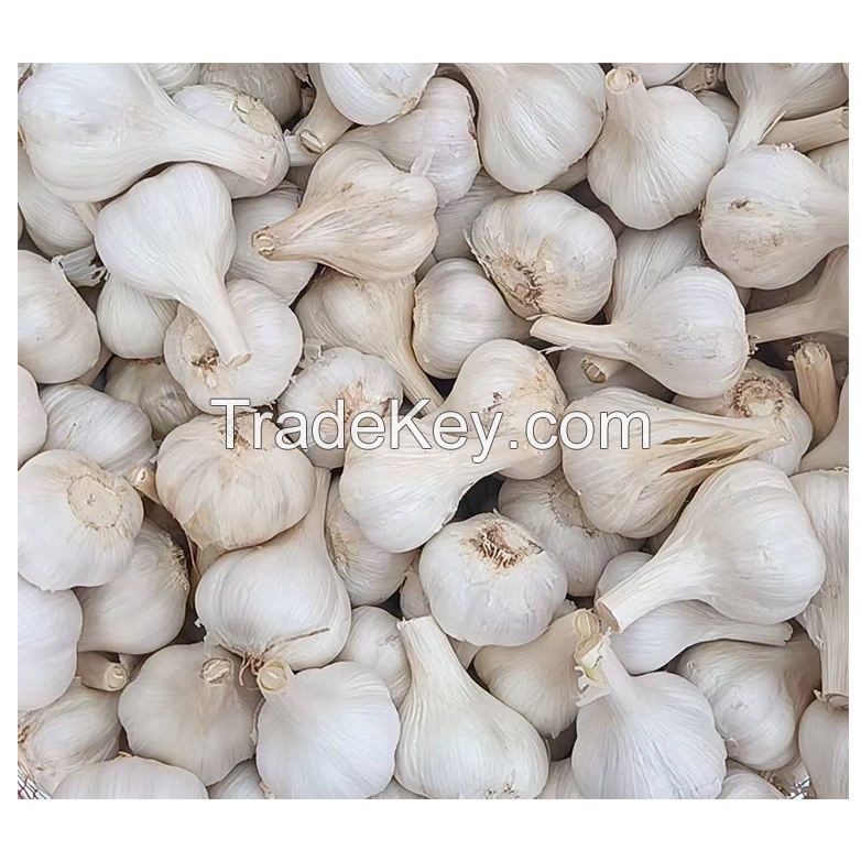 Hot Sale Top Grade Organic Fresh Garlic Normal White Garlic Ready for Export