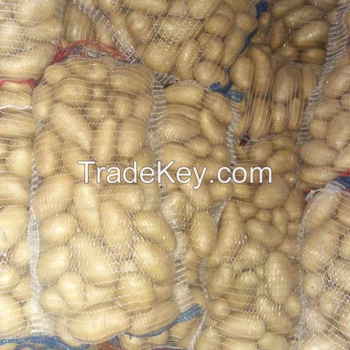 Fresh White Holland Potato/ Red Irish Potato Hot Sale Fresh New Crop for Export