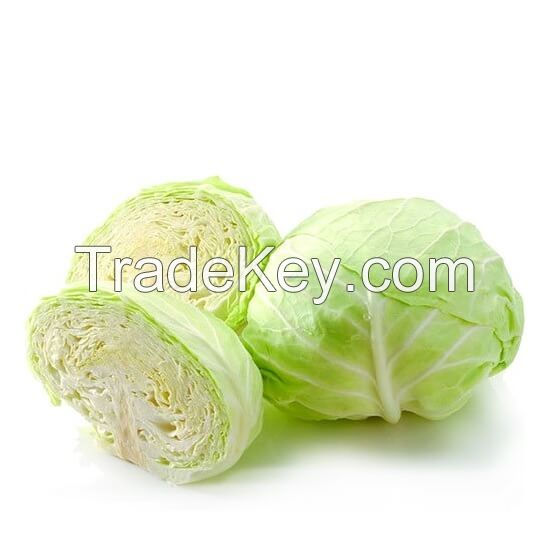 Good Quality Fruits and Vegetables Fresh Green Cabbage