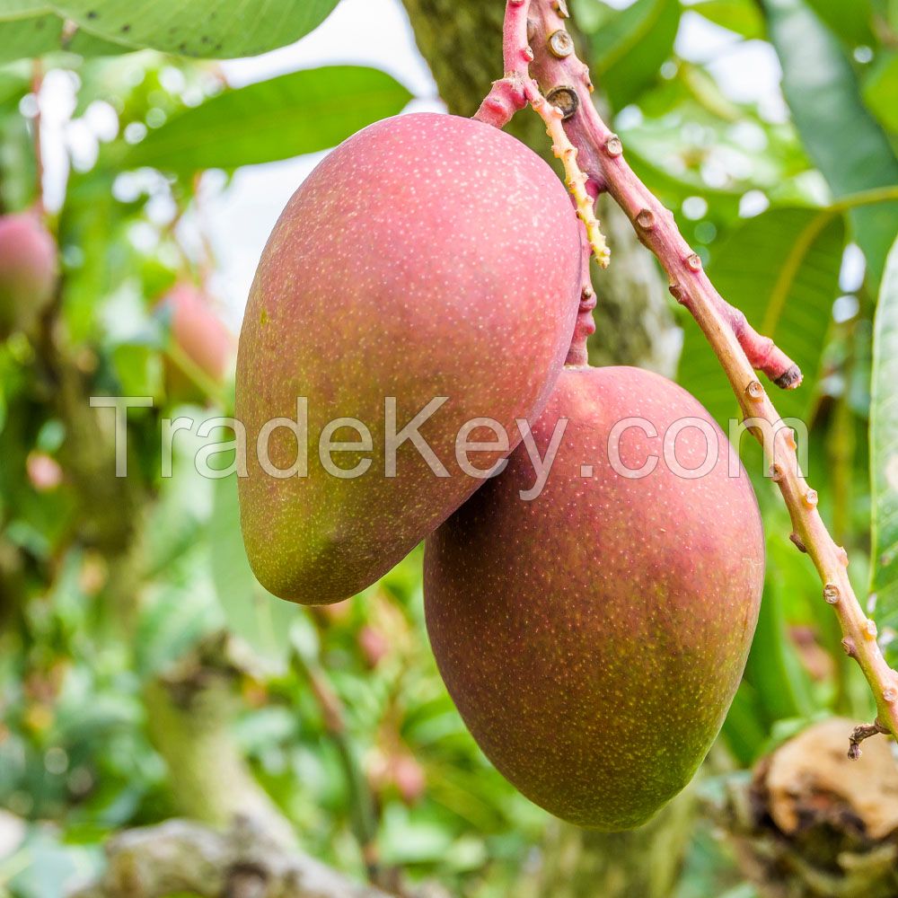  Best Seller Premium Sweet Mangos Fresh Mangos Fruit