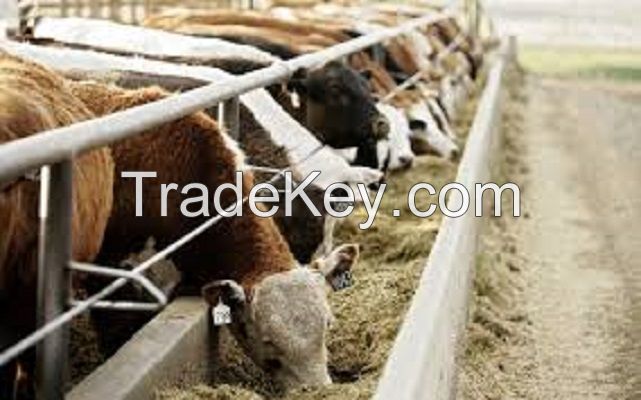 Diary Cattle, Bull