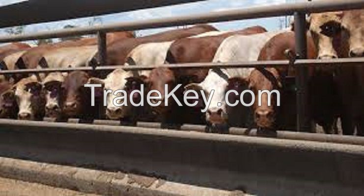 Diary Cattle, Bull