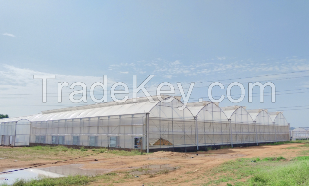 Modern Multi-span Plastic Film Greenhouse with climate control systems for year-round and efficient crop growing