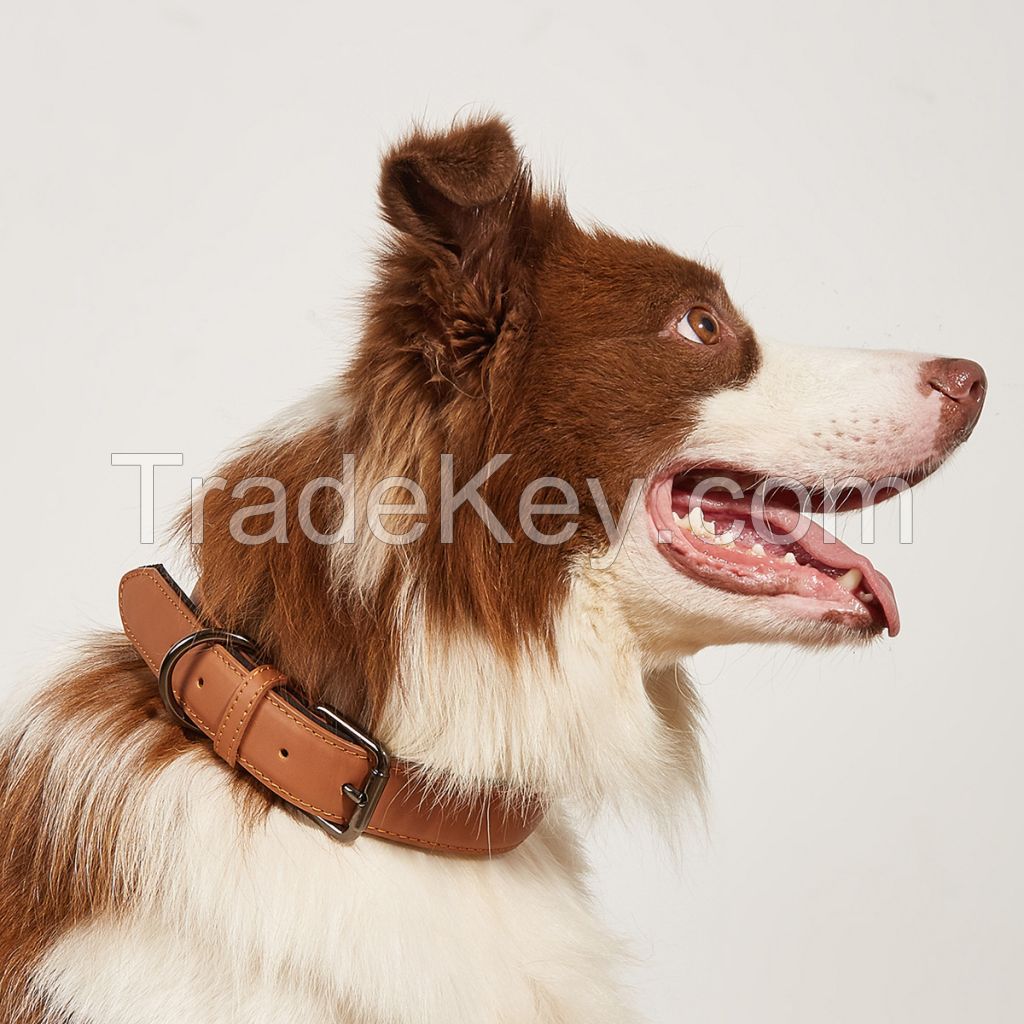 Pet collar for dog 