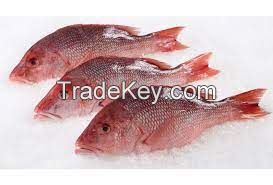  Red Snapper