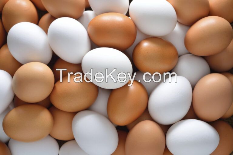 White and Brown Chicken Eggs / Fresh Chicken Table Eggs - Fertilized Hatching Chicken Eggs