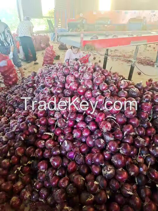 fresh Cheap onion good quality lower price fresh red onion from factory Best Price