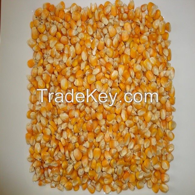 yellow corn