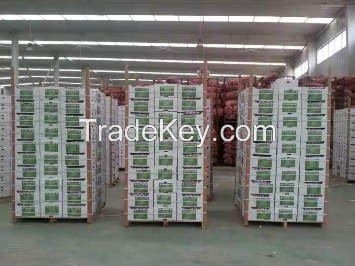 Cheap price garlic hot sale 5cm fresh white garlic wholesale 2024 newest crop high quality normal white garlic export