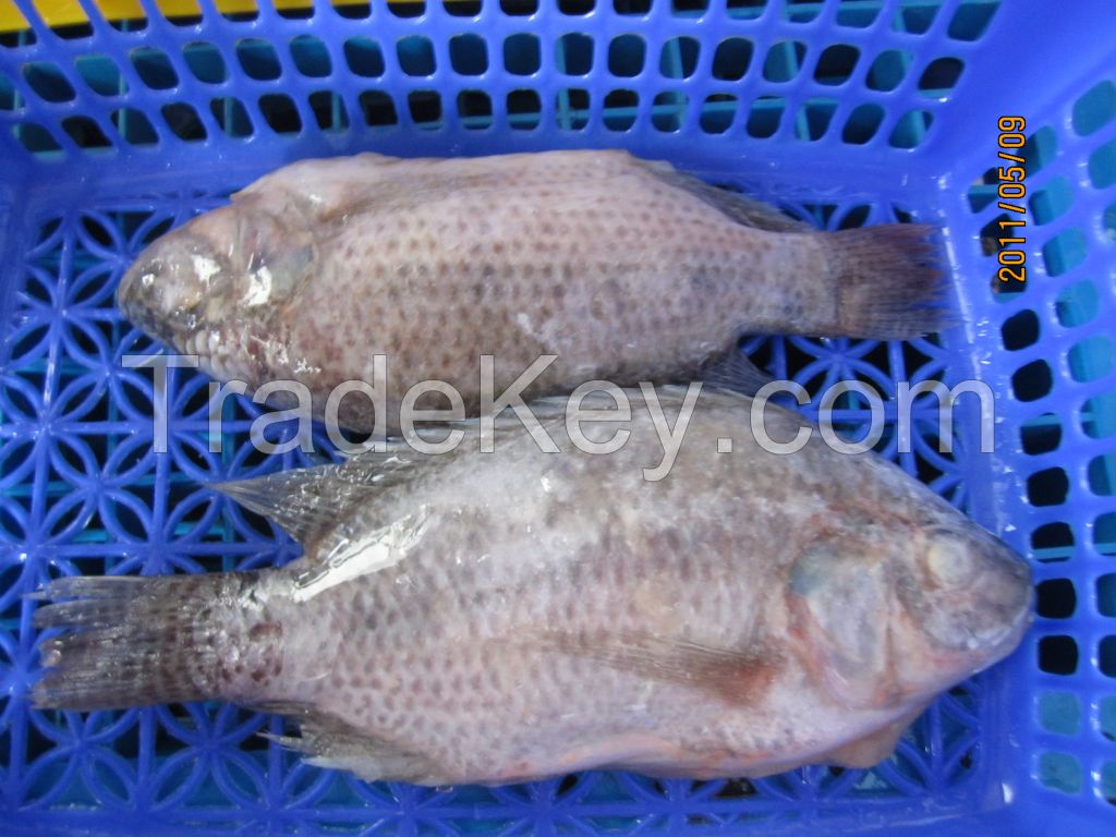 WR black Tilapia