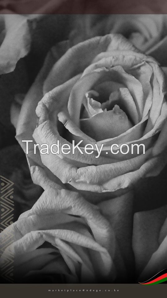 Premium Kenyan Roses - Fresh, Handpicked, and Ethically Grown