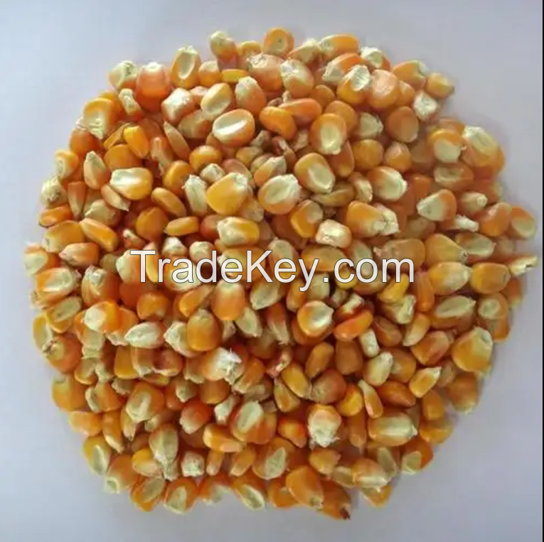 Yellow corn/ corn maized for animal feed