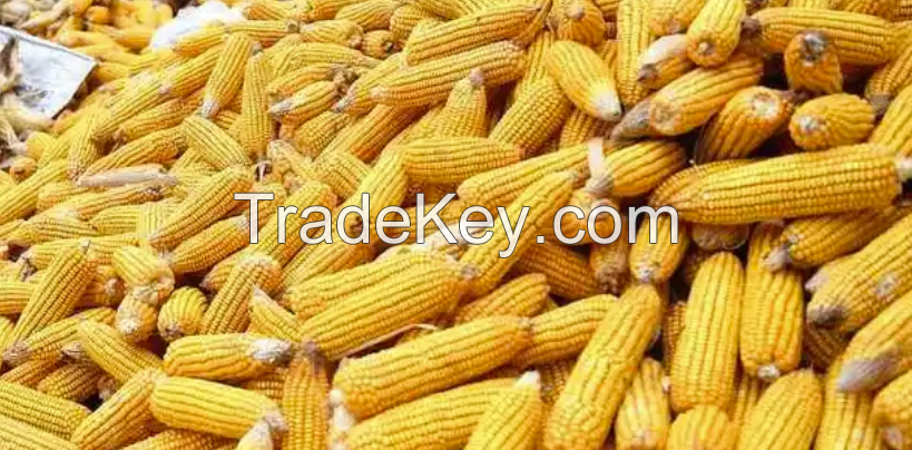 âCorn grain