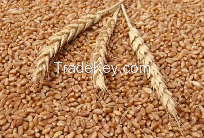 Wheat flour grain