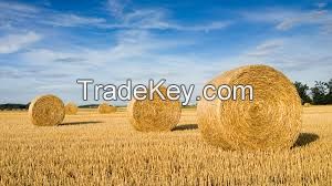 Wheat Straw animal feed 