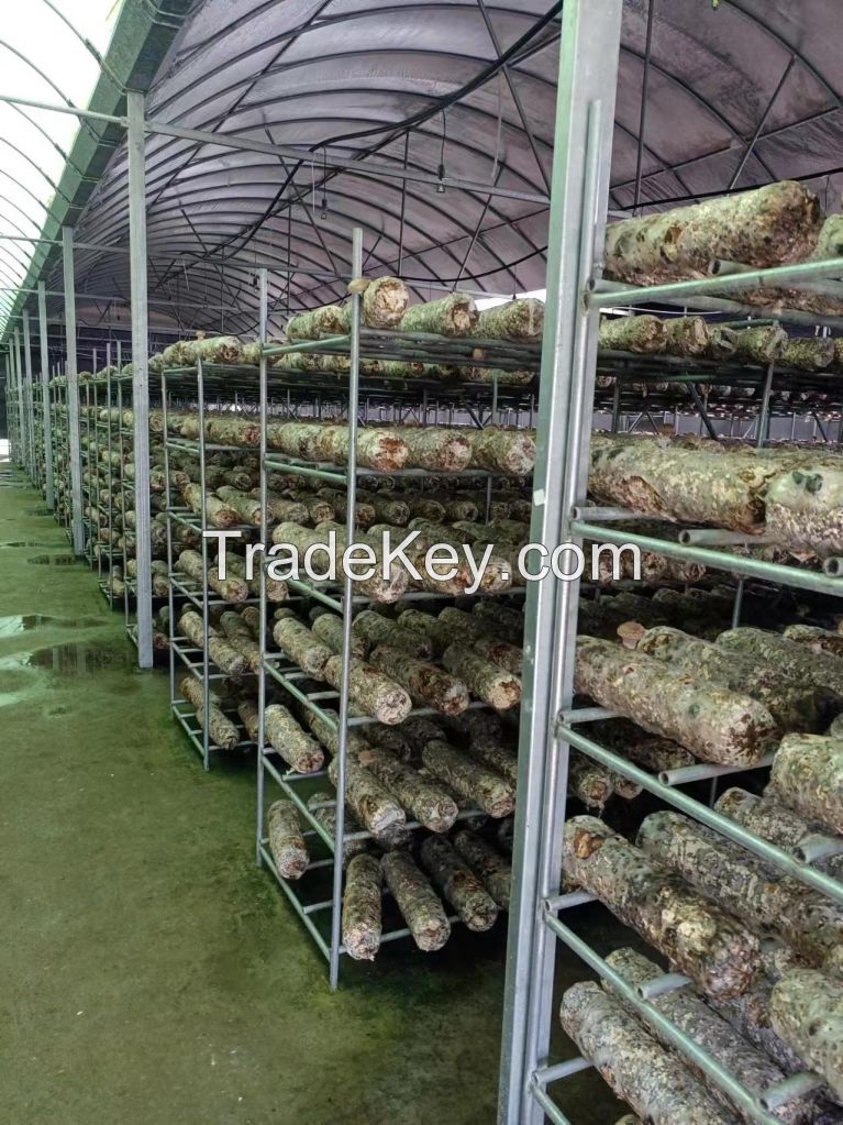 Fresh mushroom , Dried mushroom , Truffles, Black fungus , Agricultural products