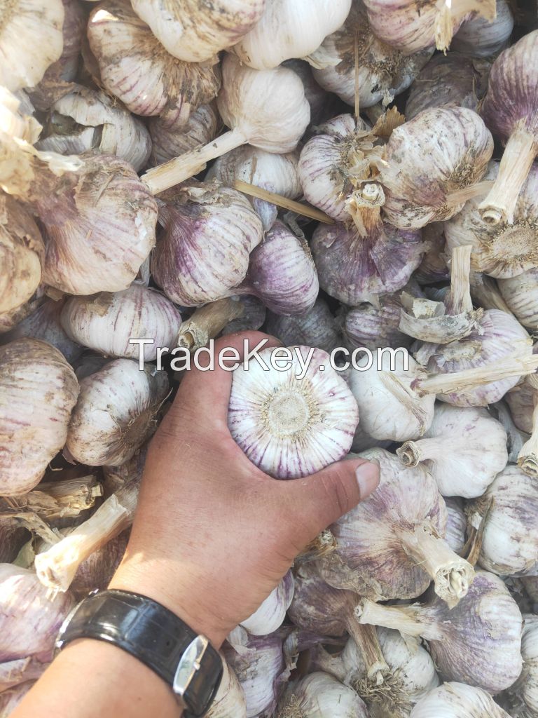 High-quality garlic