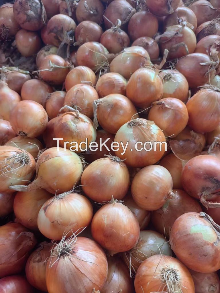 High-quality red and yellow onions